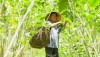 Lụa trong đời sống người Việt tại Đô thị cổ Hội An, thành phố Đà Nẵng