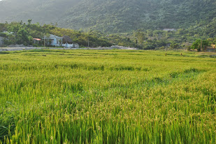 Nghề trồng lúa ở Cù Lao Chàm