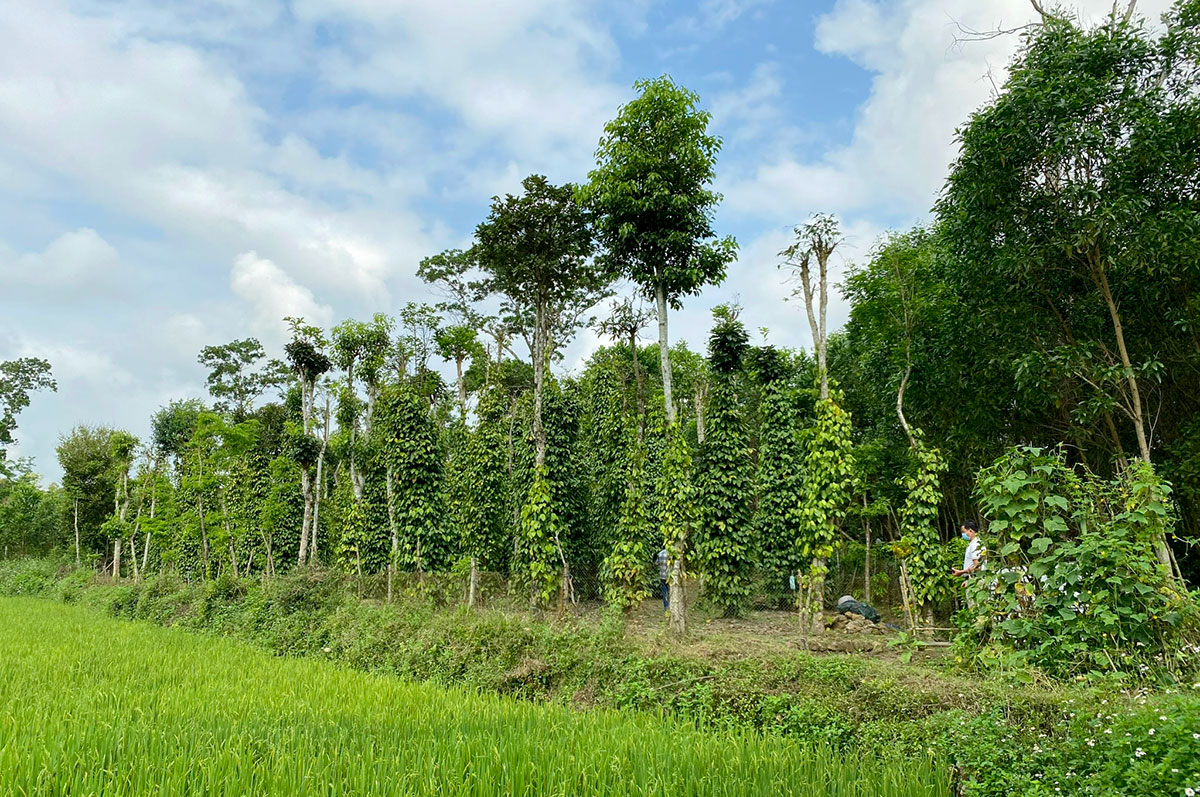 ho tieu tien phuoc